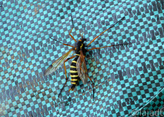 Ctenophora flaveolata