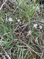Lomatium linearifolium