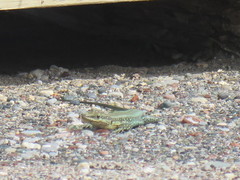 Anatololacerta pelasgiana