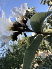 Cordia boissieri