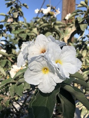 Cordia boissieri