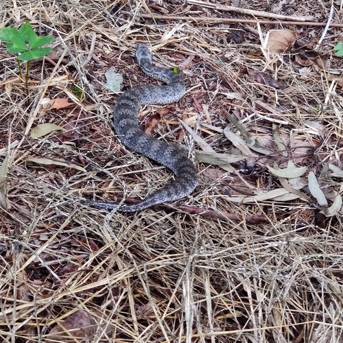 Southern Death Adder sighting