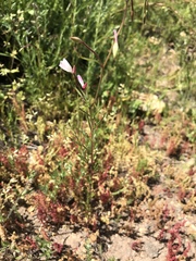 Clarkia epilobioides