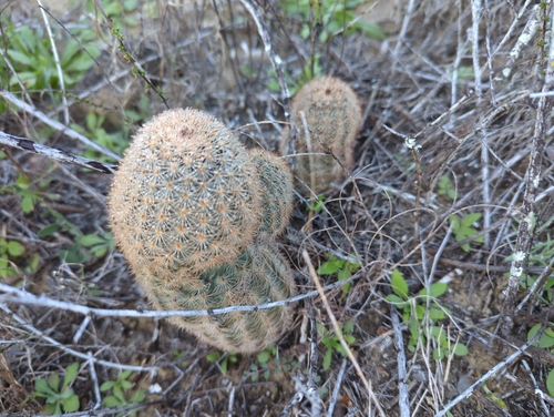 Image of Echinocereus fitchii by (c) Tom Field, some rights reserved (CC BY)