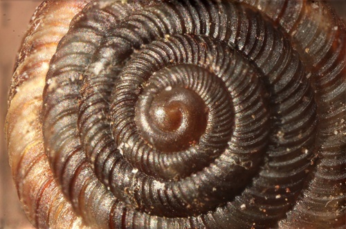 Rounded Snail