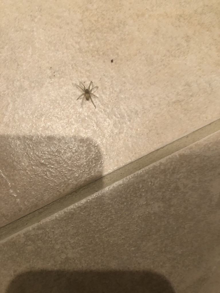 Northern Yellow Sac Spider from Bloomsbury Ave, Brampton, ON, CA on