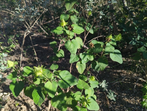Image of Hibiscus martianus by (c) Tom Field, some rights reserved (CC BY)