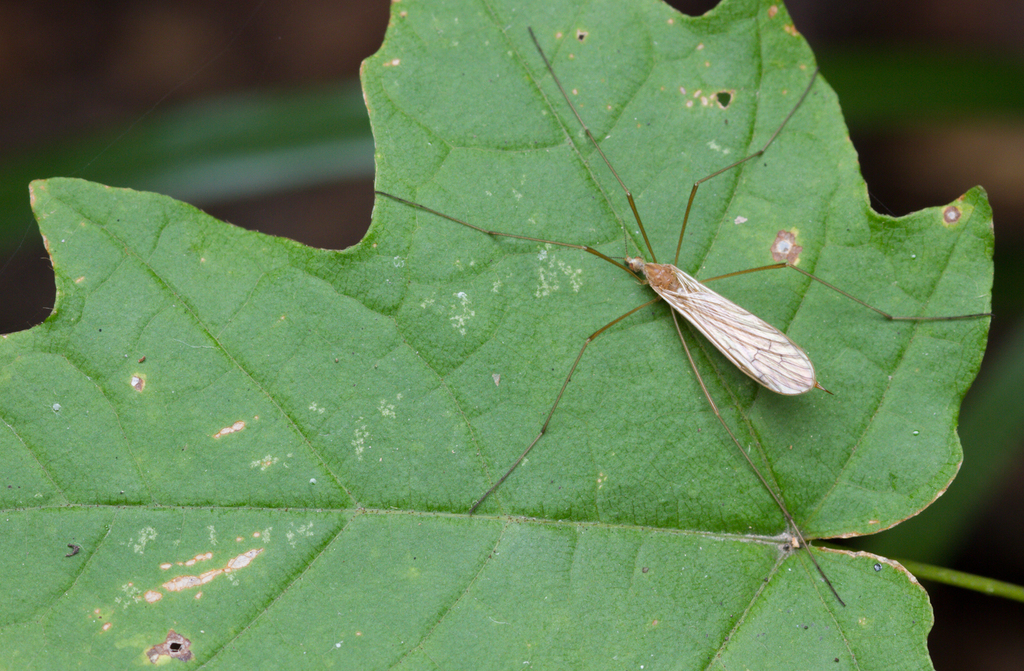 Shannonomyia