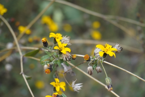 Simsia lagasceiformis, photograph 3