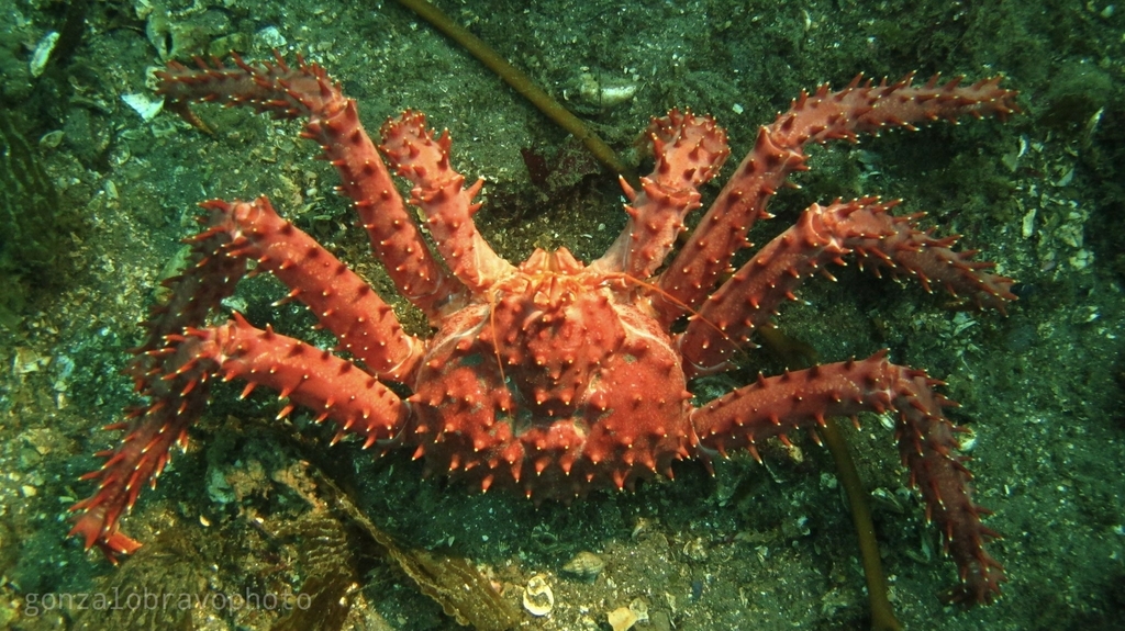 Southern King Crab