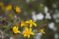 Simsia lagasceiformis, photograph (c) Manuel Venegas Hernandez, some rights reserved (CC BY)