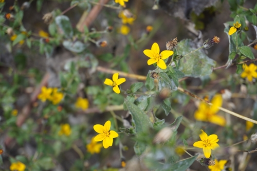 Simsia lagasceiformis, photograph 5