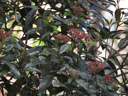 Foto de Laurustinus