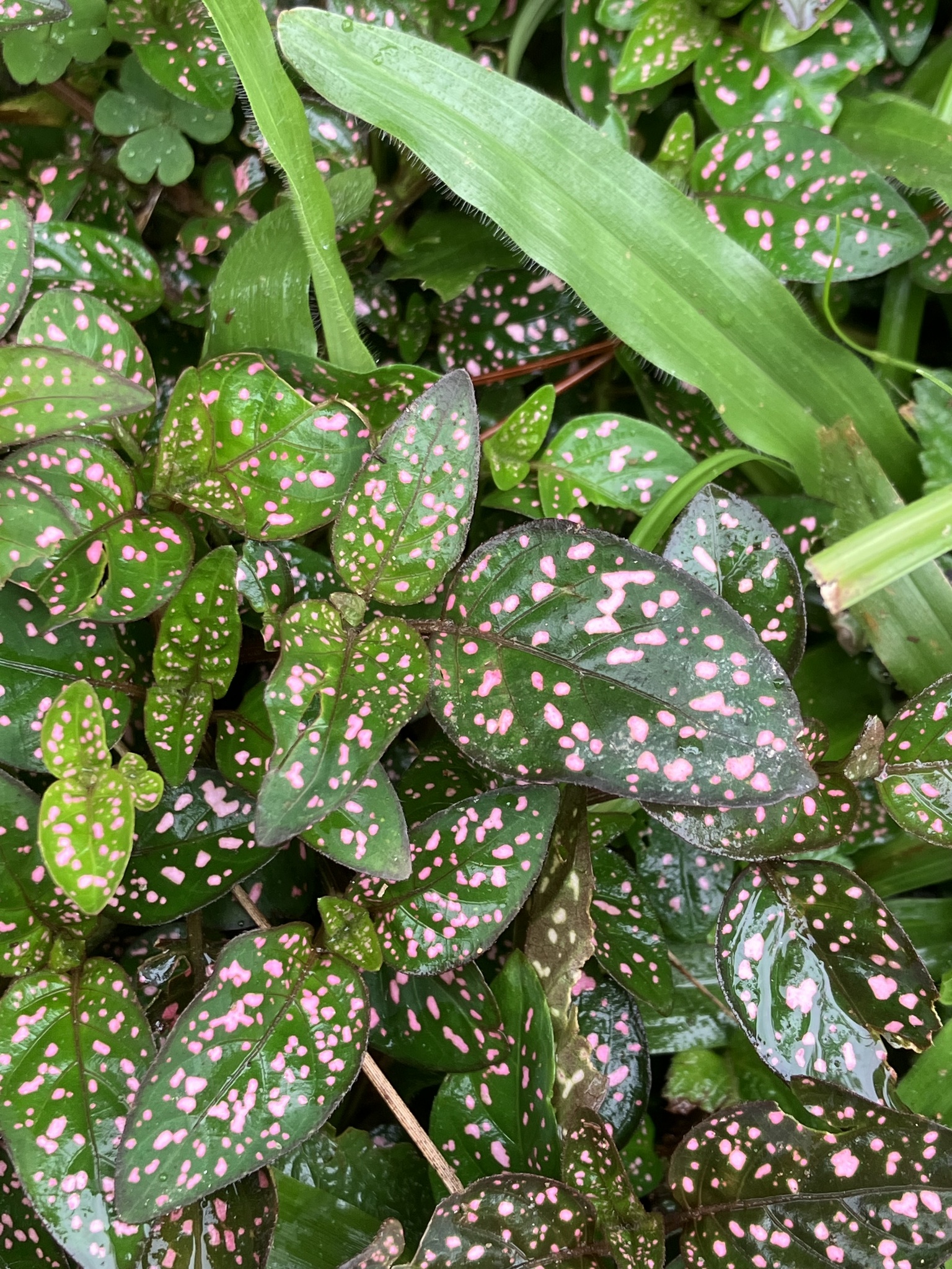 Imagem de Planta-pintada