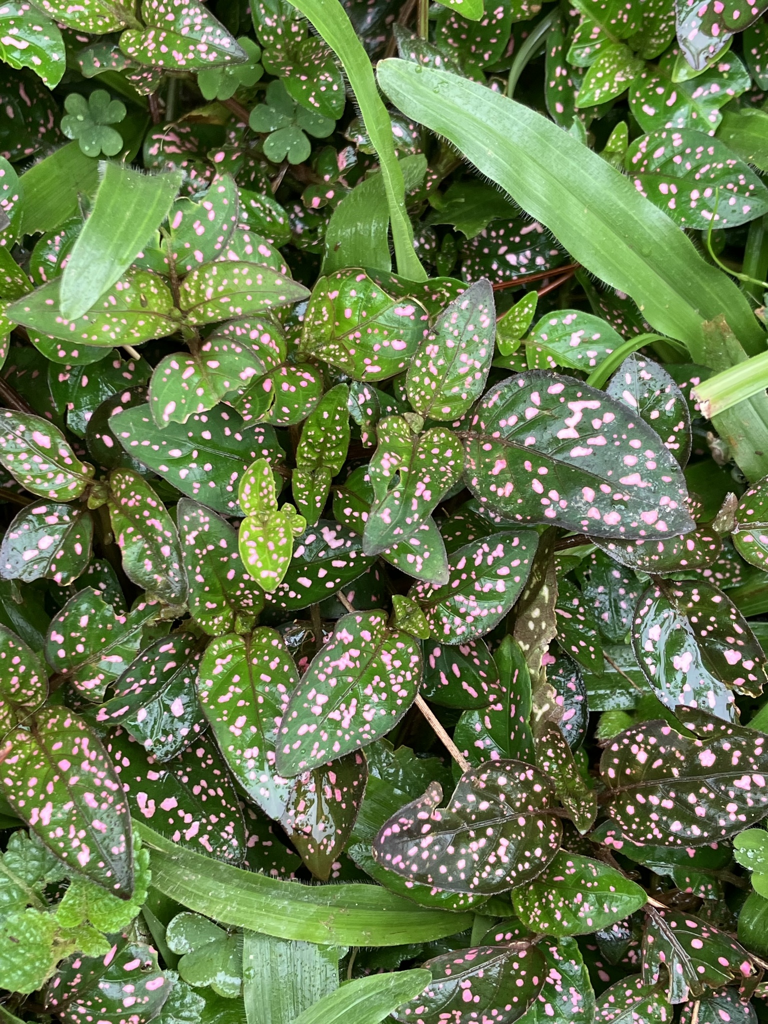 Imagem de Planta-pintada