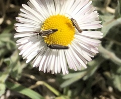 Scythris trivinctella