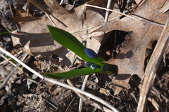 Scilla siberica