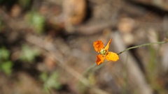 Papaver californicum