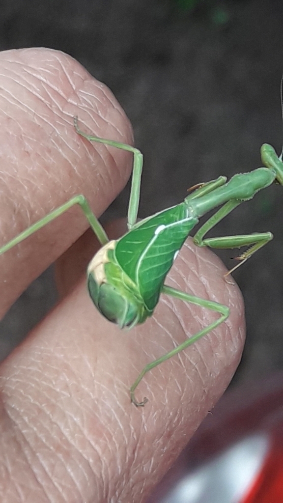 Pseudoxyops minuta