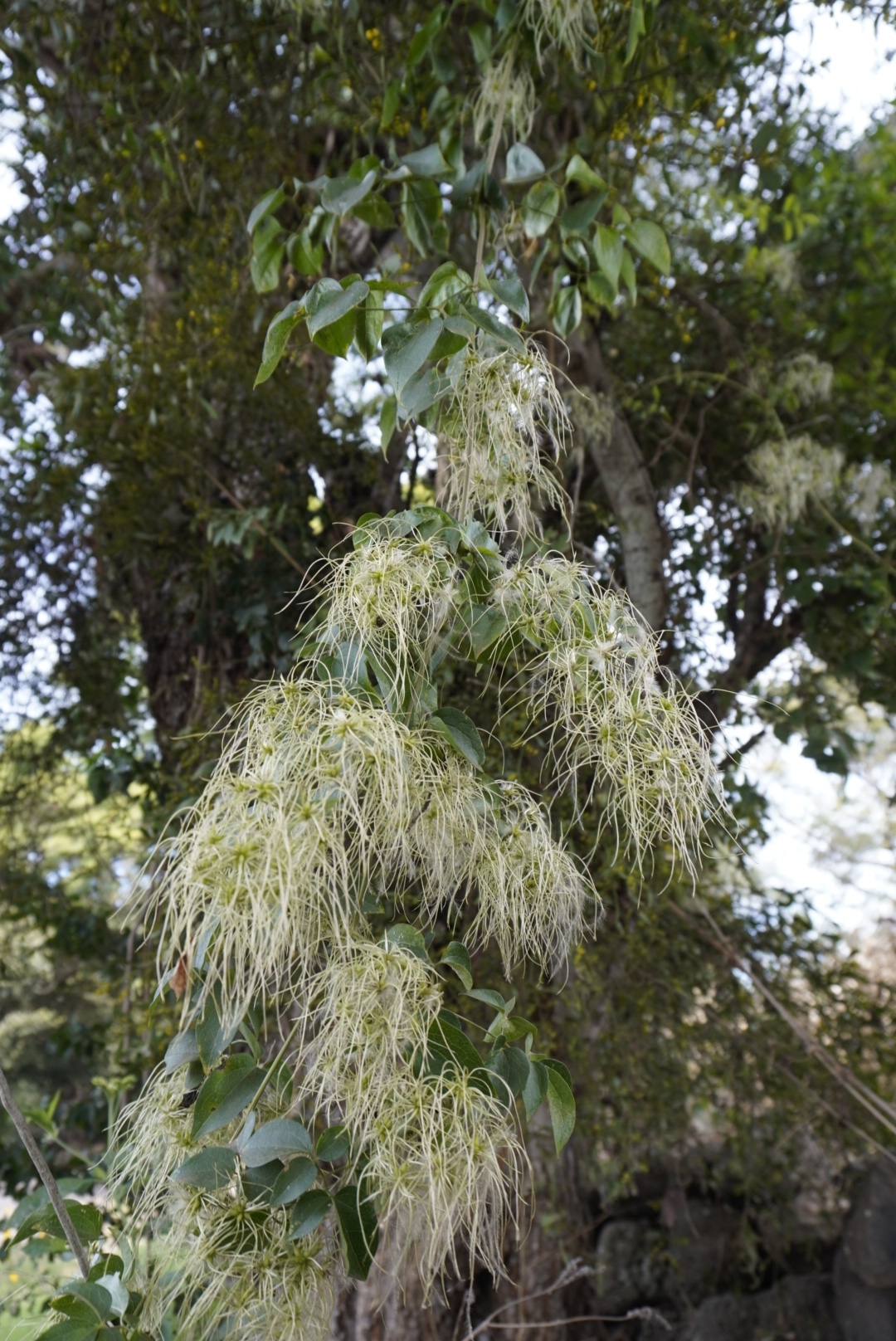 Imagem de Jasmim-do-mato