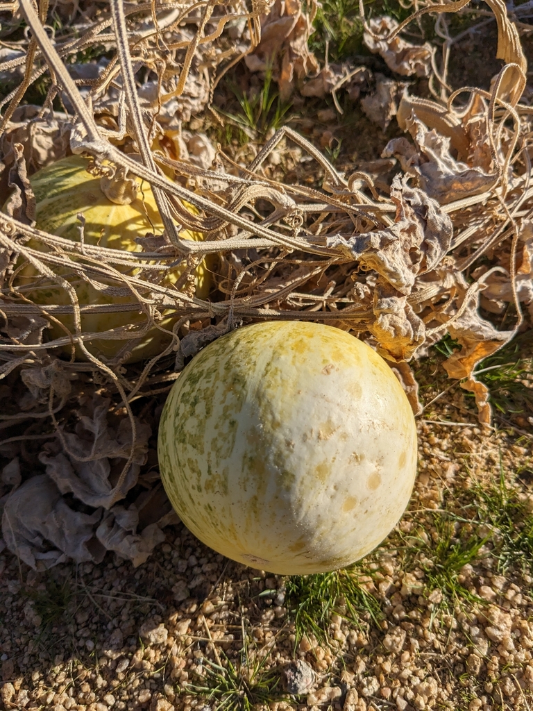 Foto de Abóbora