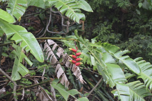 Bananeira-de-jardim