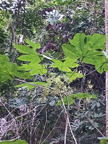 Foto de Mamão