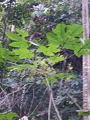 Foto de Mamão