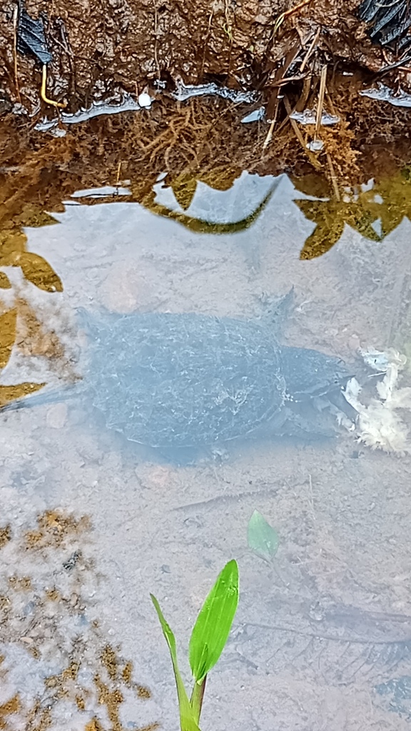 South American Snapping Turtle In October 2023 By Marco Acu A INaturalist   Large 