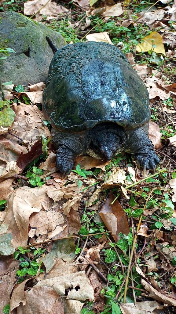 South American Snapping Turtle in October 2023 by Marco Acuña · iNaturalist