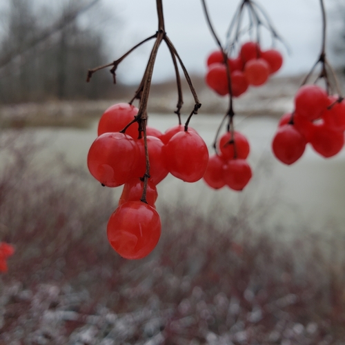 Foto de Bola-de-neve