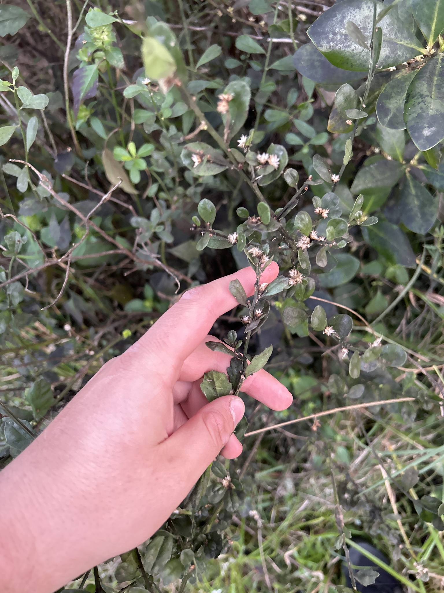 Imagem de Marmelo-do-cerrado