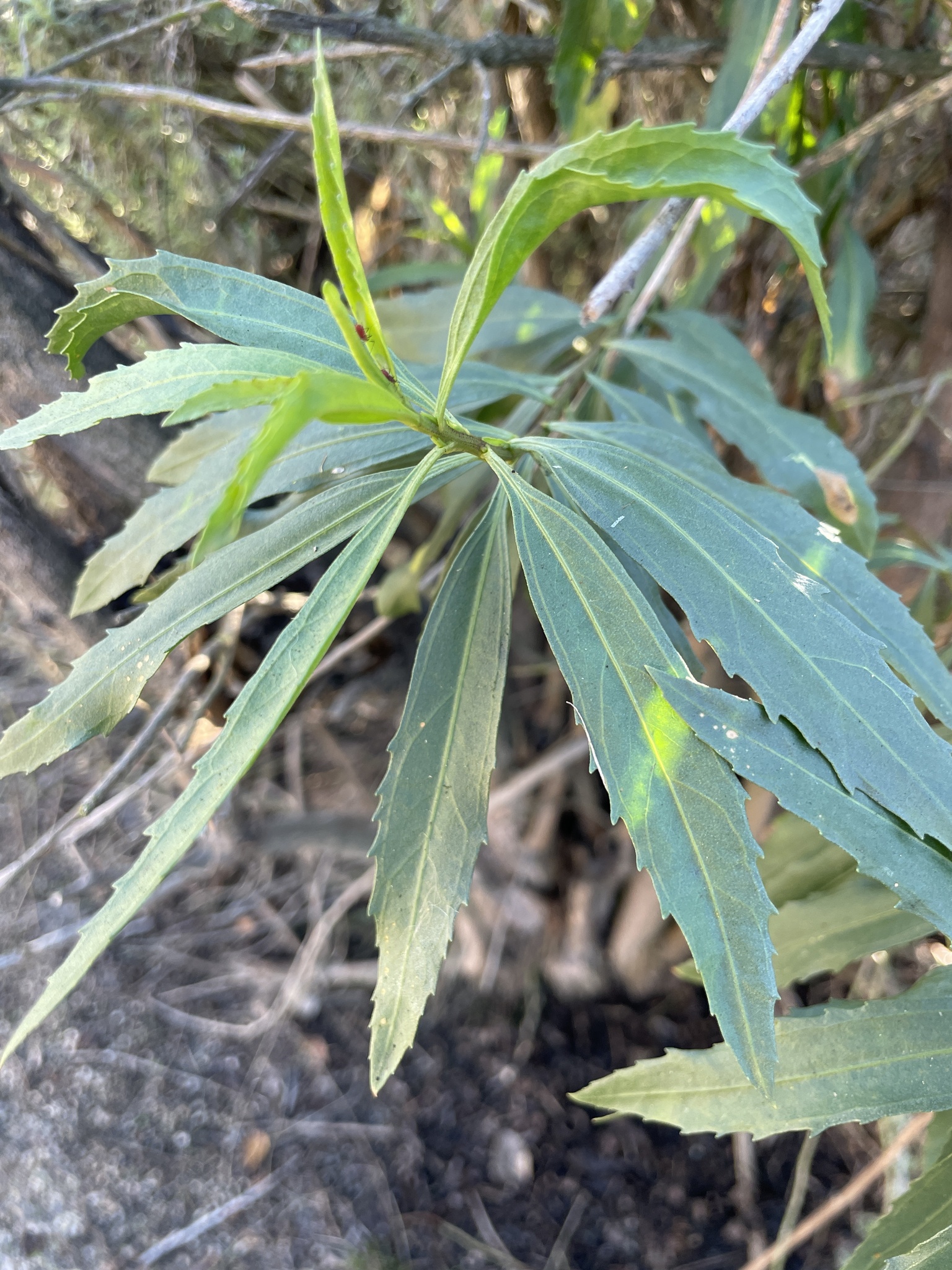 Imagem de Marmelo-do-cerrado