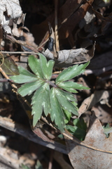 Hydrophyllum virginianum