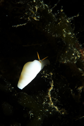 Representative image of Melanella alba