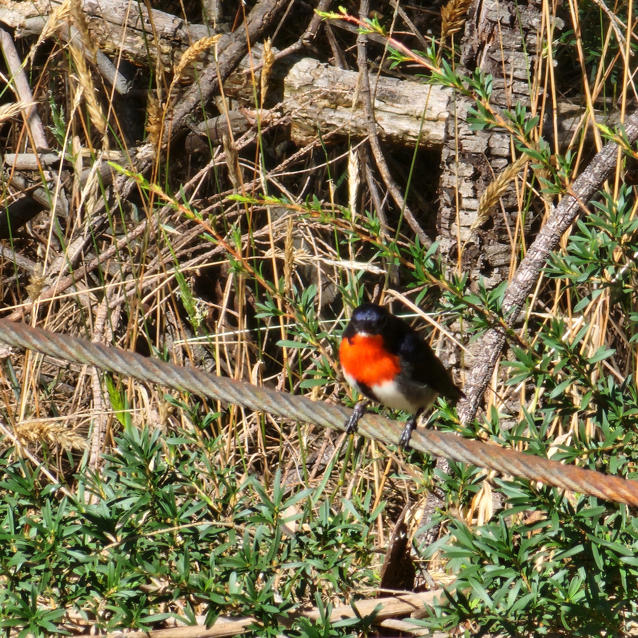 Mistletoebird (Dicaeum hirundinaceum)