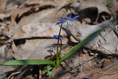 Scilla siberica