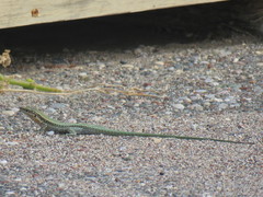 Anatololacerta pelasgiana