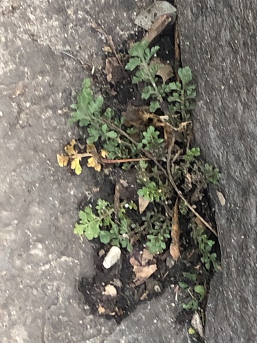 Foto de Peixinho
