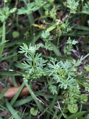 Ammoselinum butleri