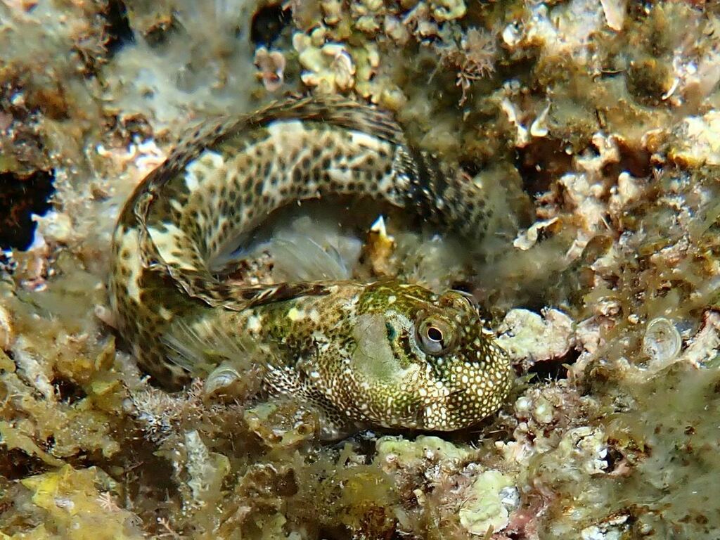 Streaked Blenny