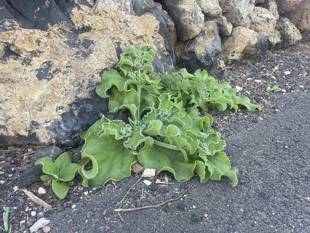 Mesembryanthemum crystallinum, Lanzarote, Tinajo, La Palma, ES