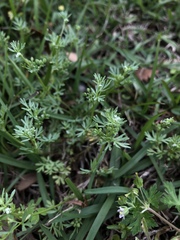 Ammoselinum butleri