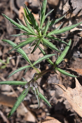 Cardamine concatenata