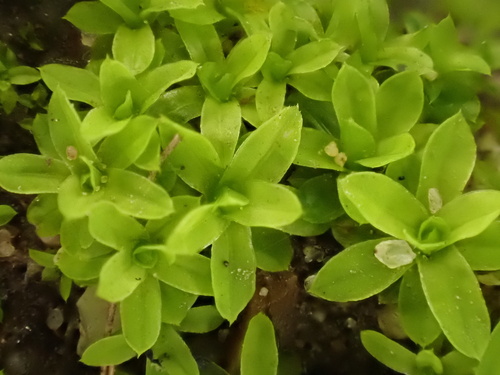 Hennediella