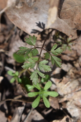 Osmorhiza longistylis