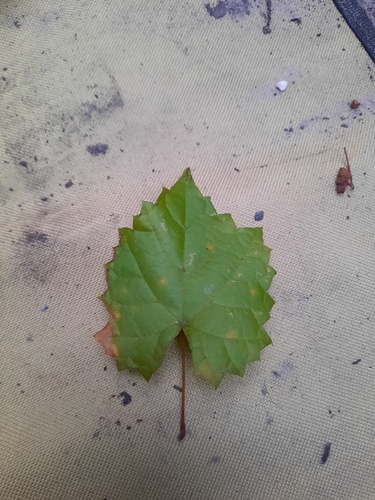 Foto de Uva