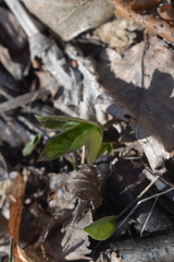 Trillium recurvatum