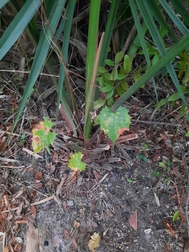 Foto de Uva