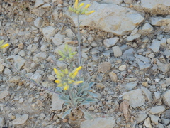 Physaria gordonii